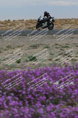 media/Jan-14-2023-SoCal Trackdays (Sat) [[497694156f]]/Turn 14 Exit Bloomig (145pm)/